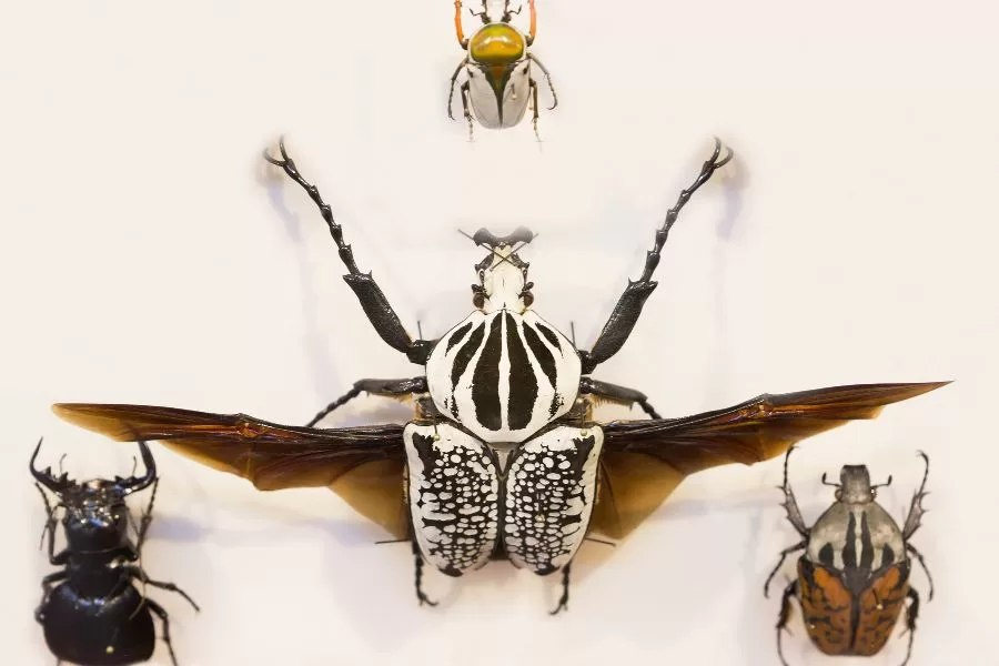 Os maiores insetos do mundo: gigantes do reino dos pequenos