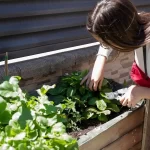 Como cuidar de horta: dicas práticas para um cultivo saudável - Imagem: Canva Pró.