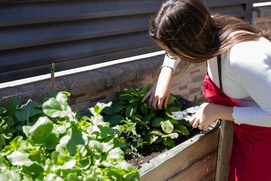 Como cuidar de horta: dicas práticas para um cultivo saudável - Imagem: Canva Pró.