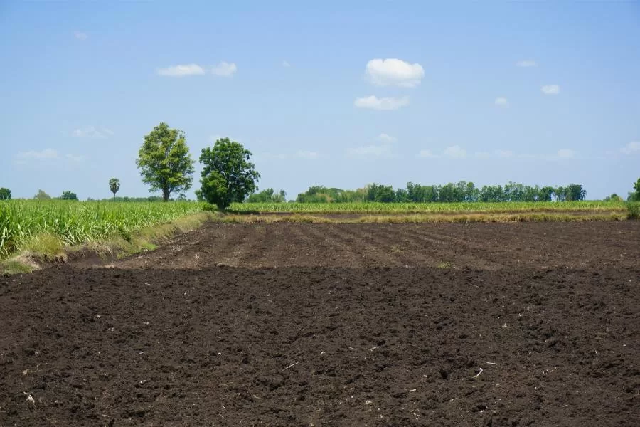 Como cuidar de horta: dicas práticas para um cultivo saudável