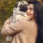 Pug: um companheiro leal e cheio de personalidade