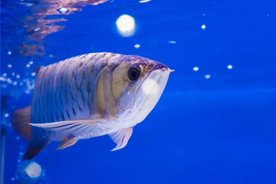 Peixe Aruanã: beleza e agilidade nas águas