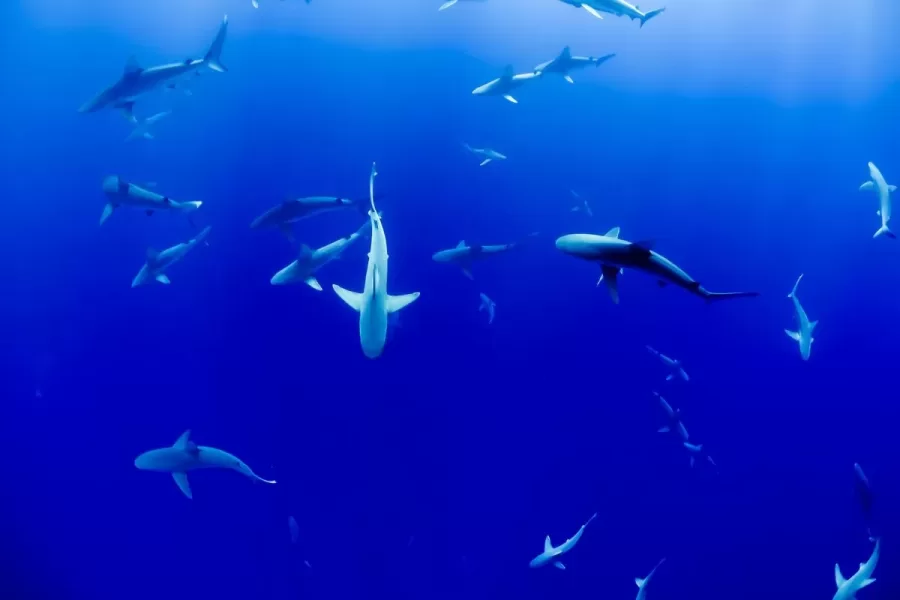 Cação: conhecendo o maravilhoso mundo dos tubarões