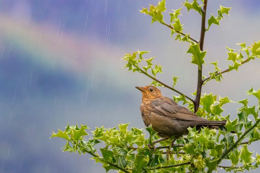 Pássaros que adivinham a chuva