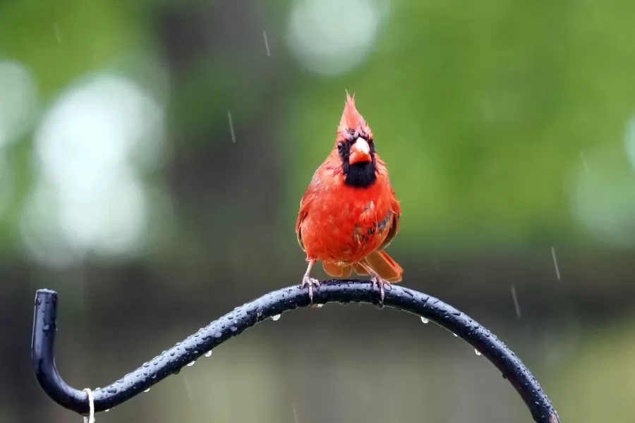 Pássaros que adivinham a chuva
