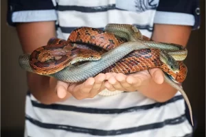 As cobras mais dóceis para ter em casa