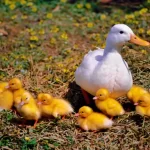 Criando patos: um guia para cuidadores cautelosos