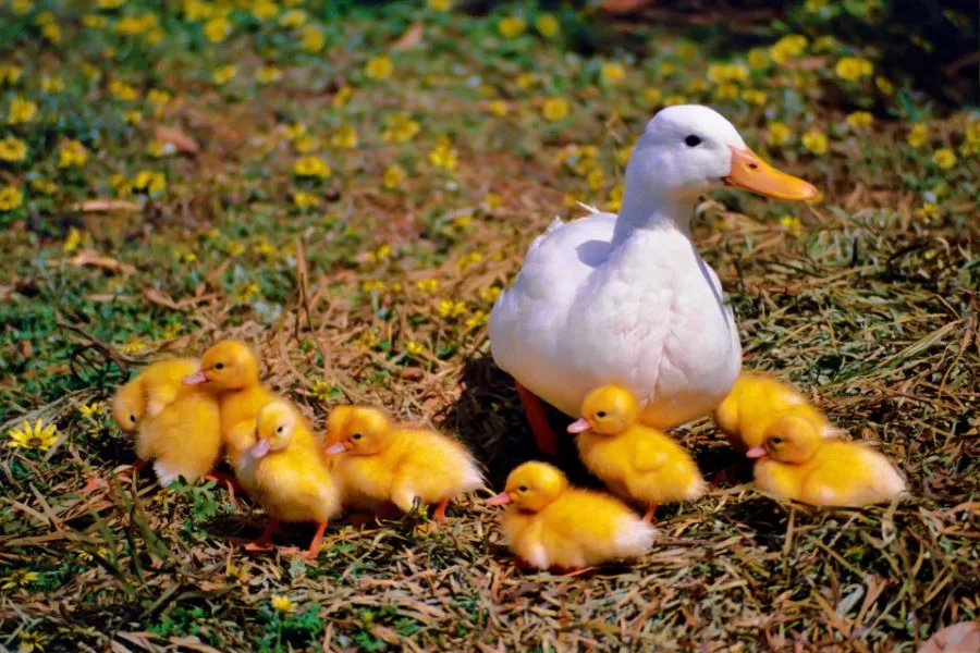 Criando patos: um guia para cuidadores cautelosos