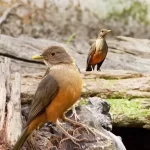 Sabiá-laranjeira: melodia e beleza em plumas