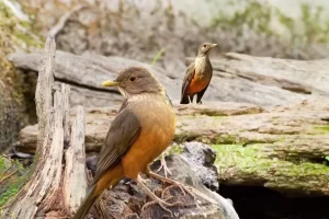 Sabiá-laranjeira: melodia e beleza em plumas