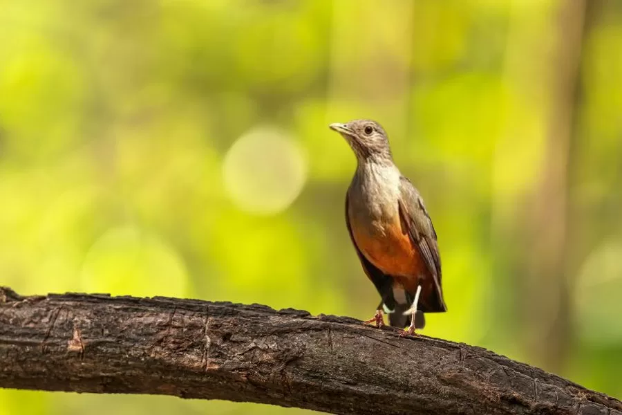 Sabiá-laranjeira: melodia e beleza em plumas