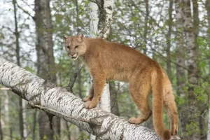 O puma: o elegante predador das Américas