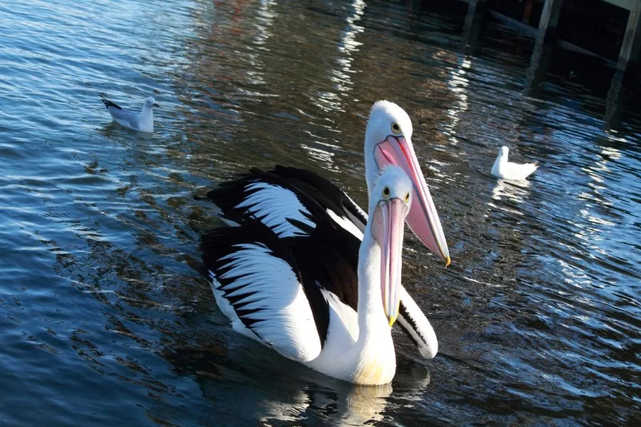O Pelicano: Majestade dos Céus e dos Mares
