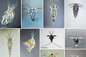 Copépodes: os pequenos gigantes do mundo aquático