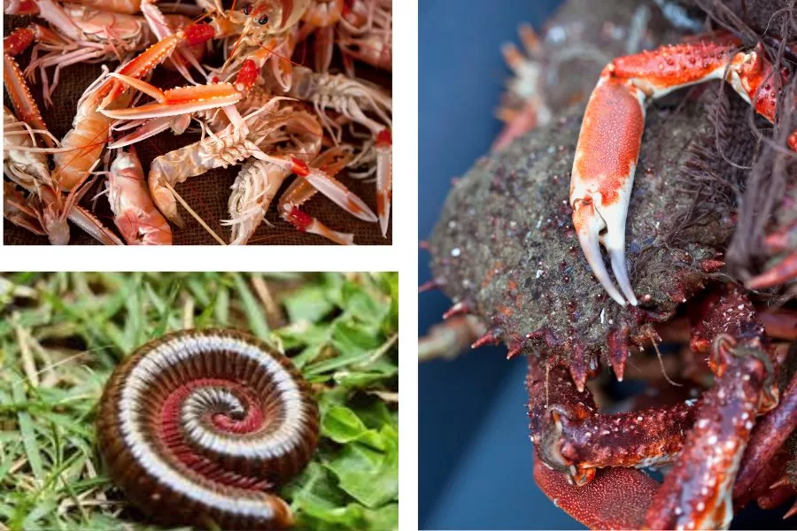 Crustáceos e miriápodes: os fascinantes habitantes do reino subaquático e terrestre