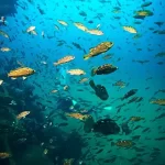 Peixes do mar: belezas subaquáticas e diversidade aquática