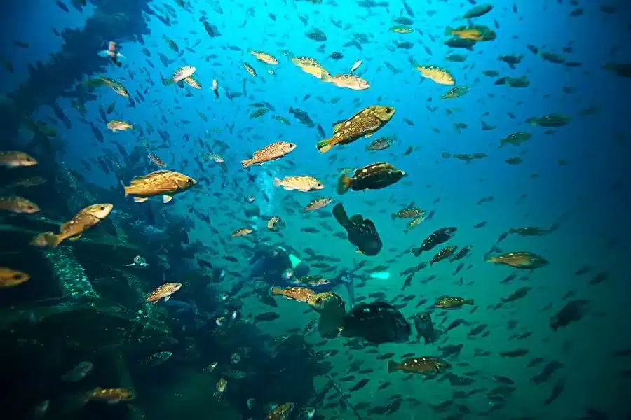 Peixes do mar: belezas subaquáticas e diversidade aquática