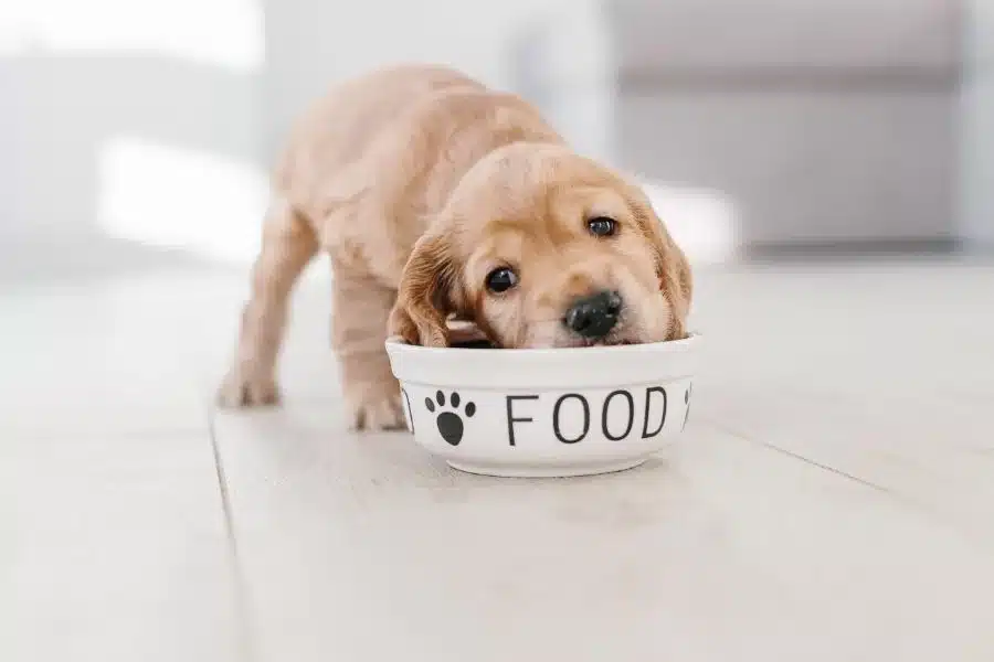 Quantas vezes o cachorro deve comer por dia?