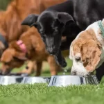 Quantas vezes o cachorro deve comer por dia?