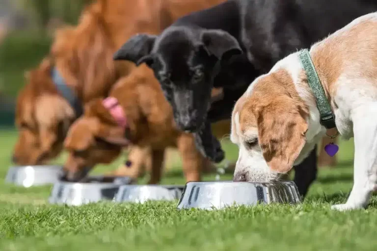 Quantas vezes o cachorro deve comer por dia?