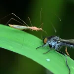 Mosca versus mosquito: conheça as diferenças