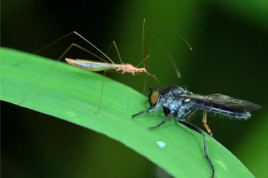 Mosca versus mosquito: conheça as diferenças