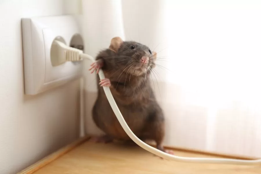 Diga adeus aos ratos: aprenda técnicas poderosas