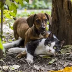 Cachorros e gatos podem cruzar entre si