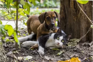 Cachorros e gatos podem cruzar entre si