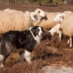 Cães pastores: guardiões incansáveis e companheiros leais