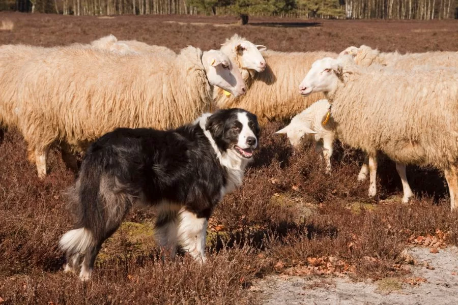 Cães pastores: guardiões incansáveis e companheiros leais