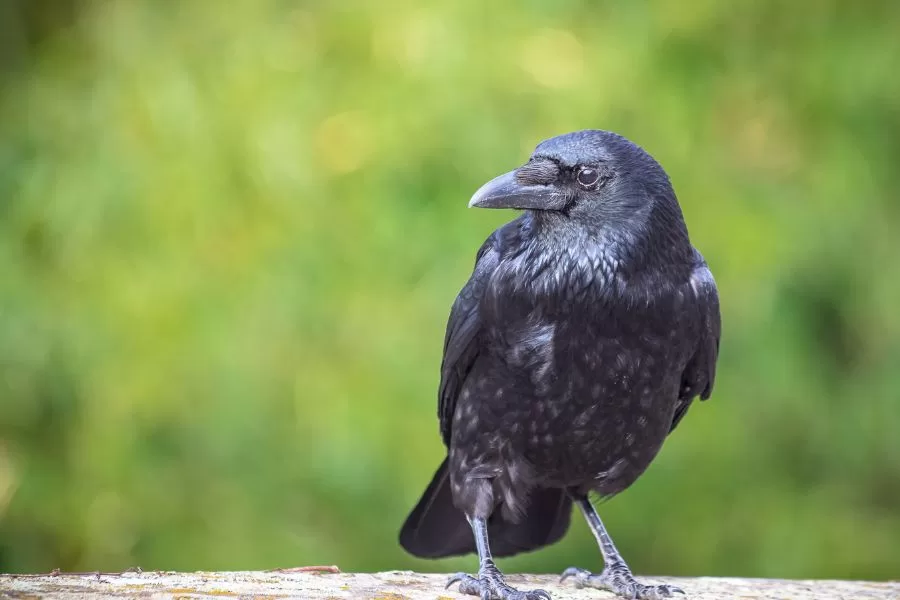 Corvo: um gênero entre as aves