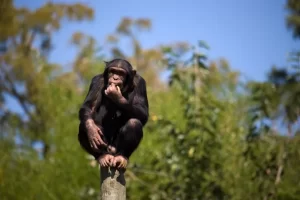 Conheça os 5 animais mais inteligentes