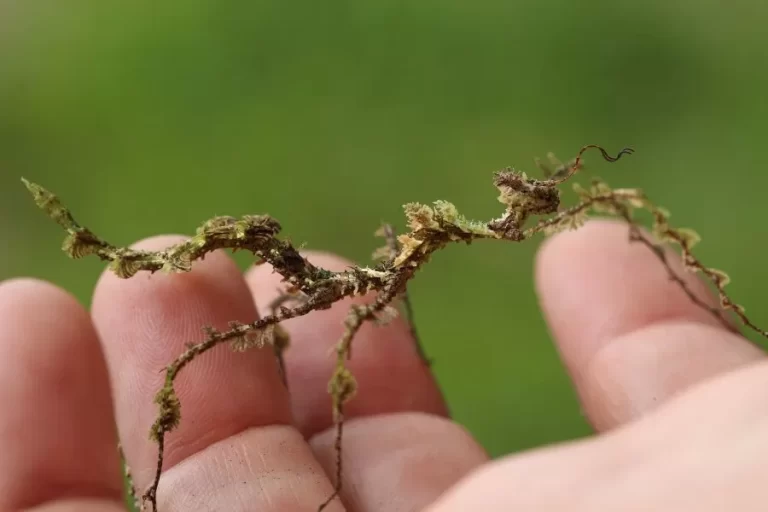 O bicho-pau a fascinante criatura camuflada