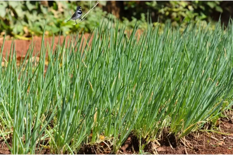 Como adubar a cebolinha: dicas para um crescimento saudável