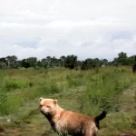 Cachorro Vinagre conheça essa raça peculiar e encantadora!