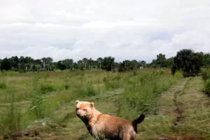 Cachorro Vinagre conheça essa raça peculiar e encantadora!