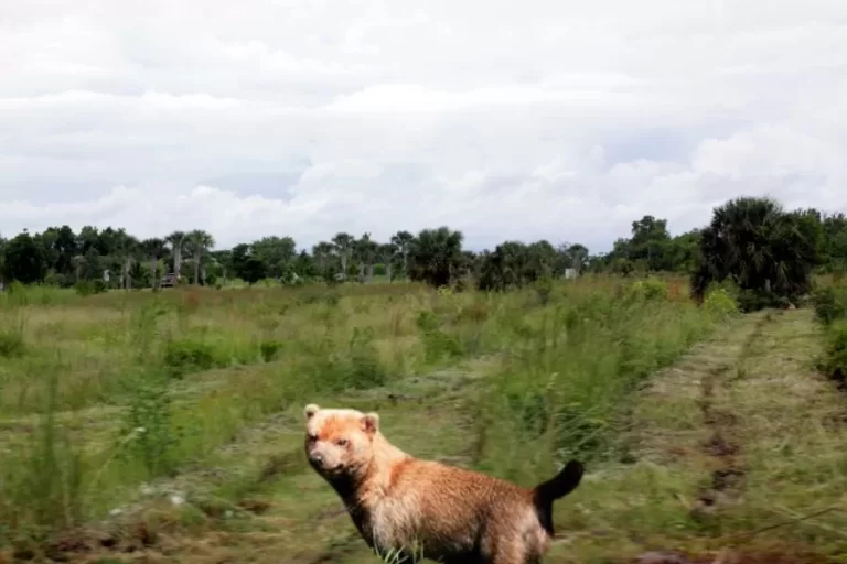 Cachorro Vinagre conheça essa raça peculiar e encantadora!