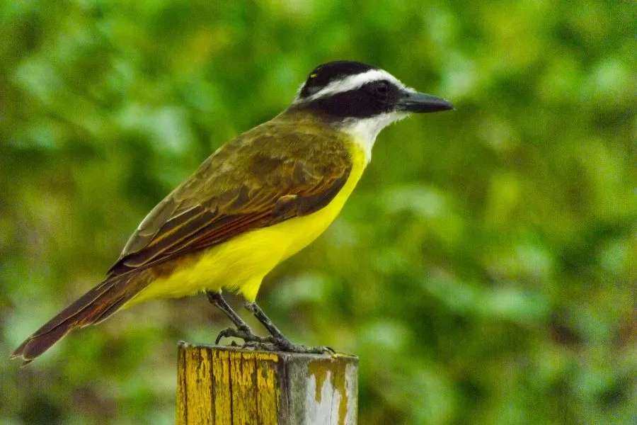 Bem-te-vi: conheça essa ave brasileira incrível