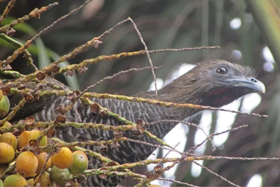 Aracuã: o magnífico pássaro da mata atlântica