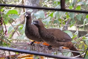 Aracuã: o magnífico pássaro da mata atlântica