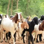 Cabrito nubiana: a versatilidade encantadora