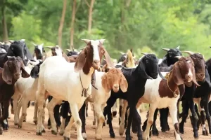 Cabrito nubiana: a versatilidade encantadora