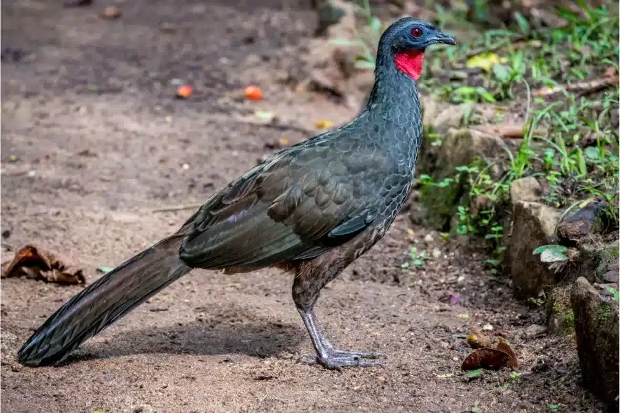 Jacu: as aves surpreendentes que semeiam a vida