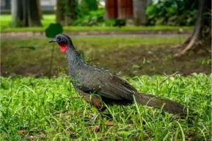 Jacu: as aves surpreendentes que semeiam a vida