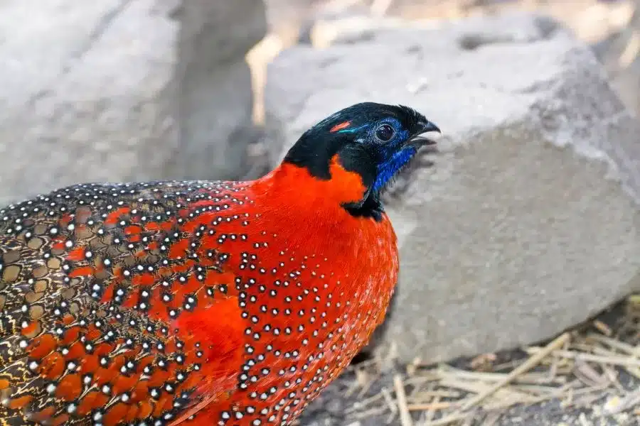 Tragopan caboti: tesouro oculto do himalaia