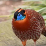 Tragopan caboti: tesouro oculto do himalaia