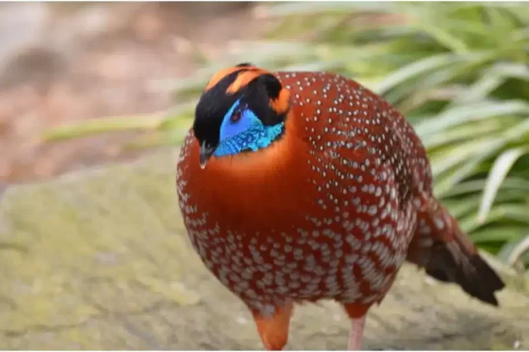 Tragopan caboti: tesouro oculto do himalaia