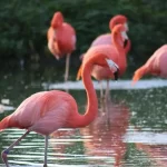 Descubra a beleza e singularidade do flamingo