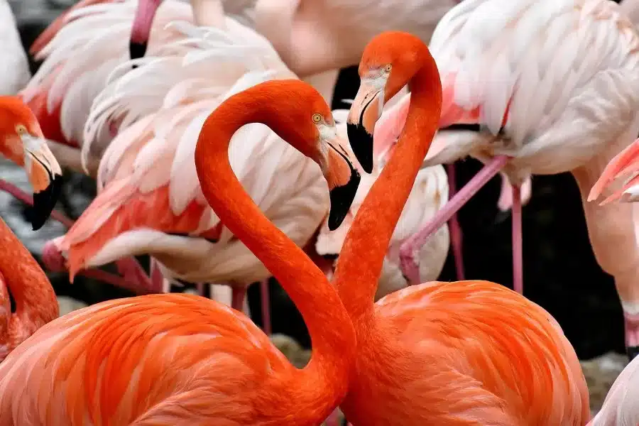 Descubra a beleza e singularidade do flamingo